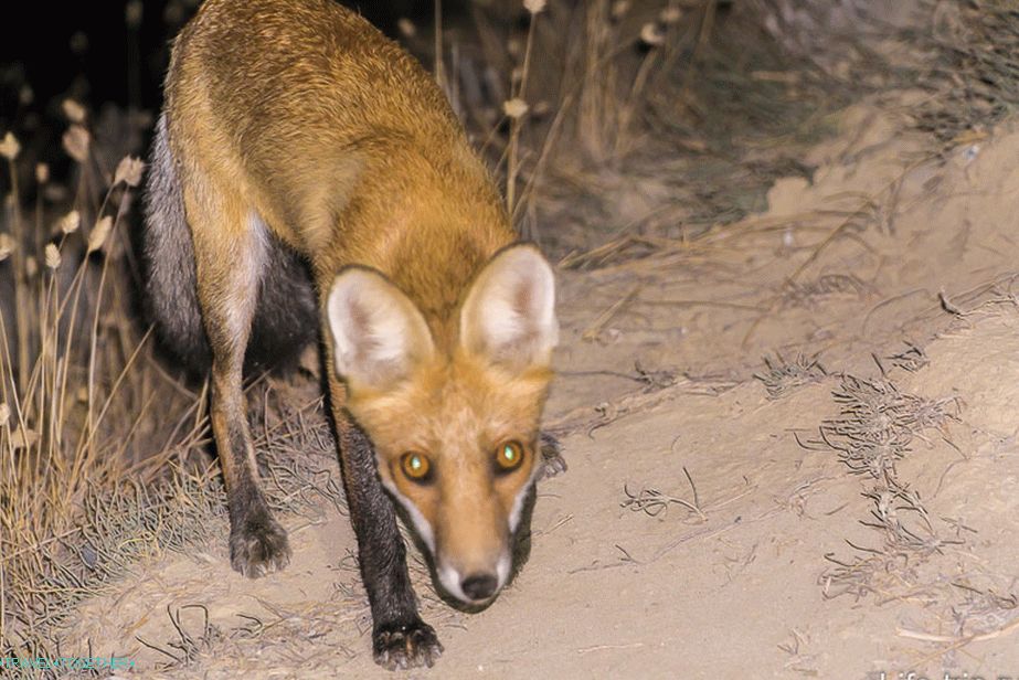 Fox je došao gotovo na dlanu