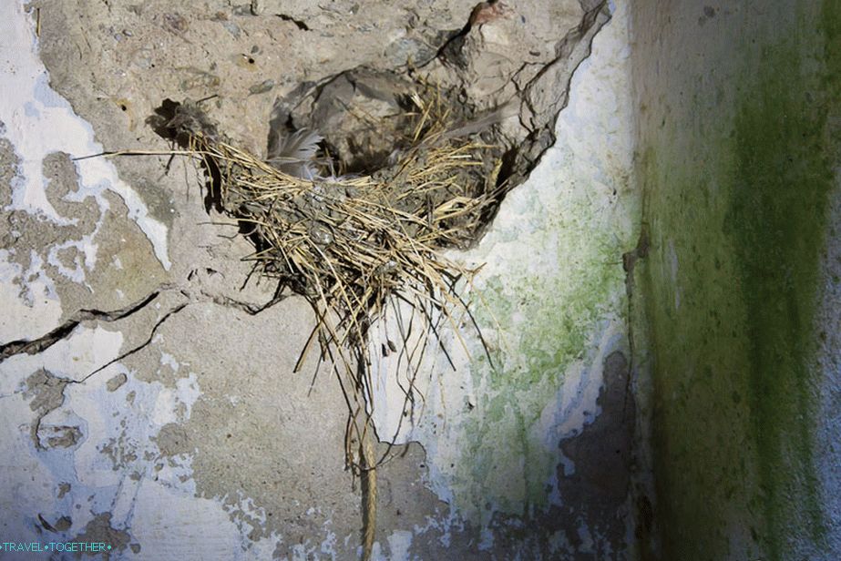 Ptice smještene u ruševinama
