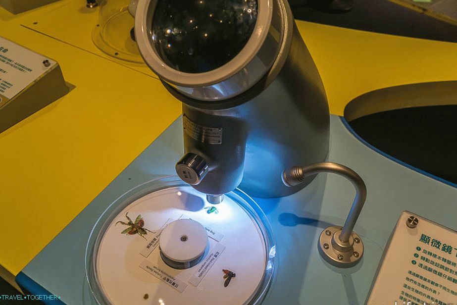 Buba pod mikroskopom