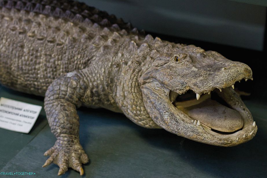 Krokodil