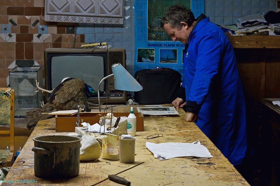 Taxidermist na stolu