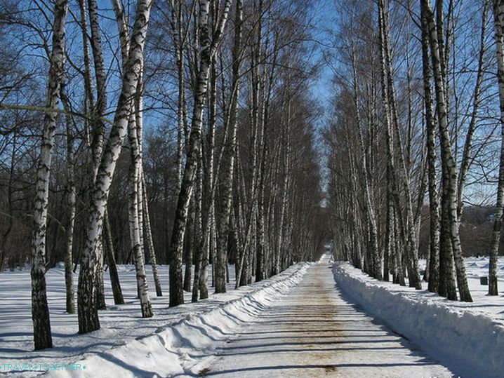 Muzej Yasnaya Polyana. Ulica breze.