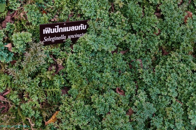 Nacionalni park Doi Inthanon (22)