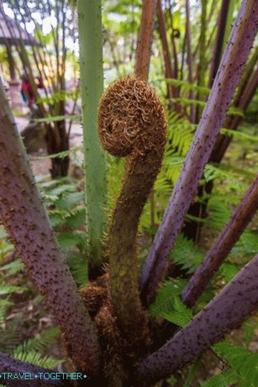 Nacionalni park Doi Inthanon (24)