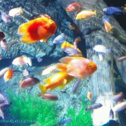 Oceanarium u Bangkoku