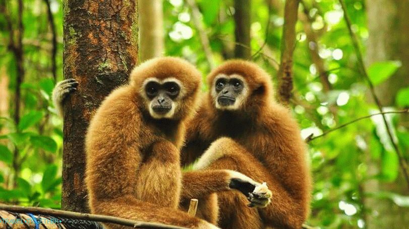 Gibbons u Tajlandu