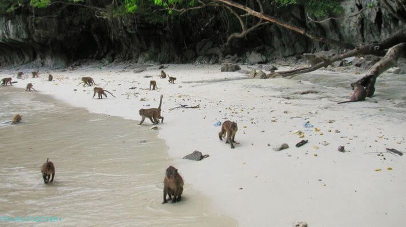 Otok majmuna u Tajlandu