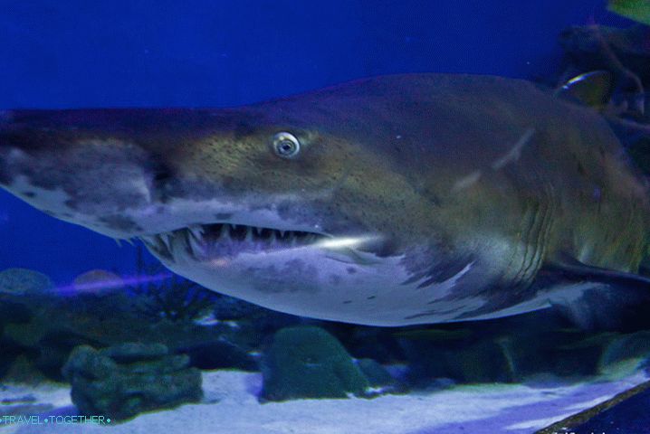 Čeljusti utjelovljene u oceanalijumu Kuala Lumpura