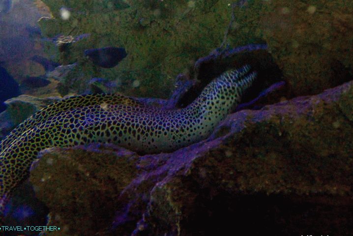 Moray u Kuala Lumpur Oceanariumu