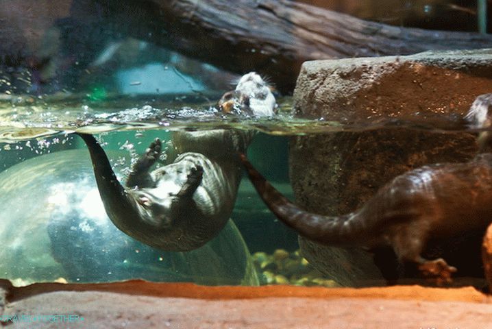 Otters prevrtati
