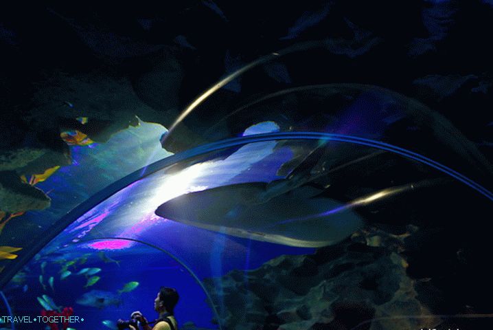 Tunel u Oceanarijumu Kuala Lumpura
