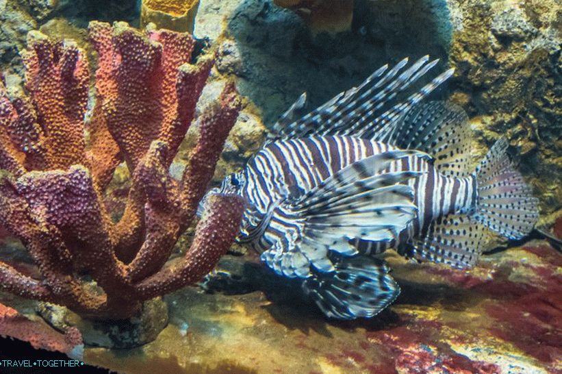 Ocean Phuket - koji je prilično dosadan akvarij