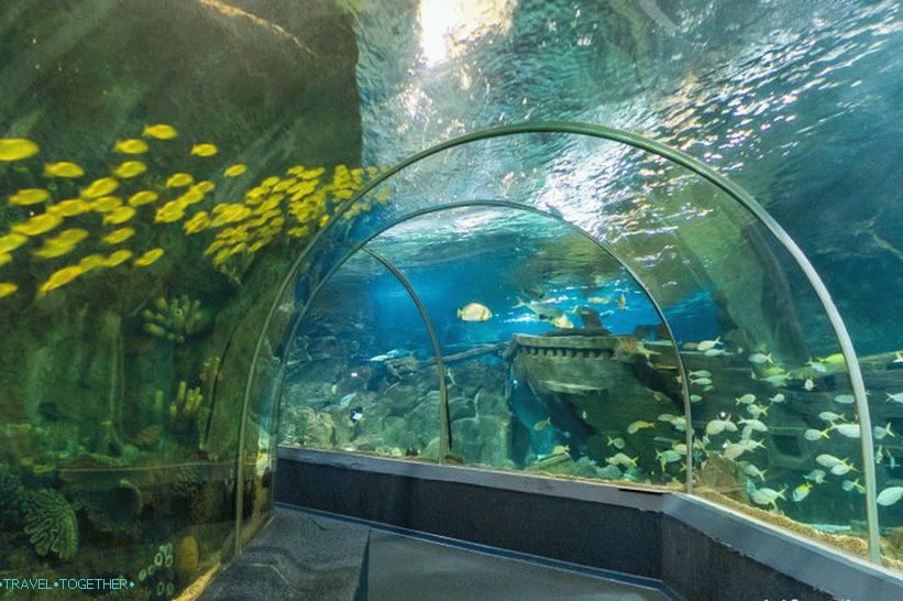 Oceanarium u Adleru - iznenađujuće oduševljenje i šok