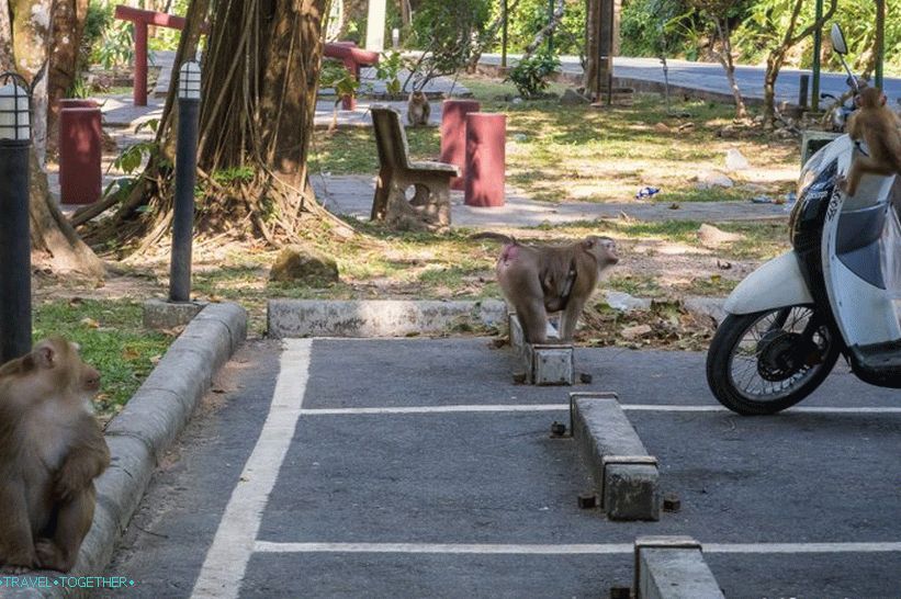 Opasna planina majmuna u Phuketu - brdo majmuna (brdo majmuna)