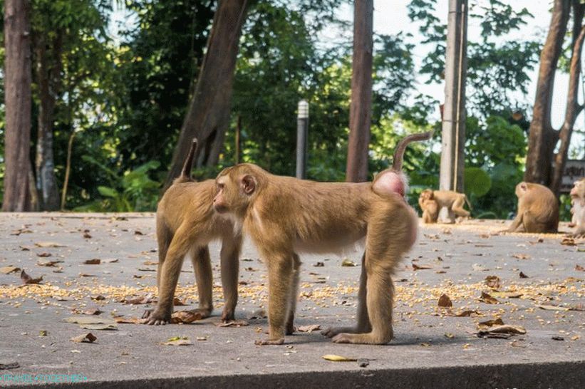 Majmuni na Phuketu