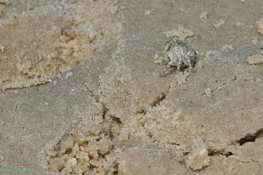 Mali rakovi žive na većini plaža
