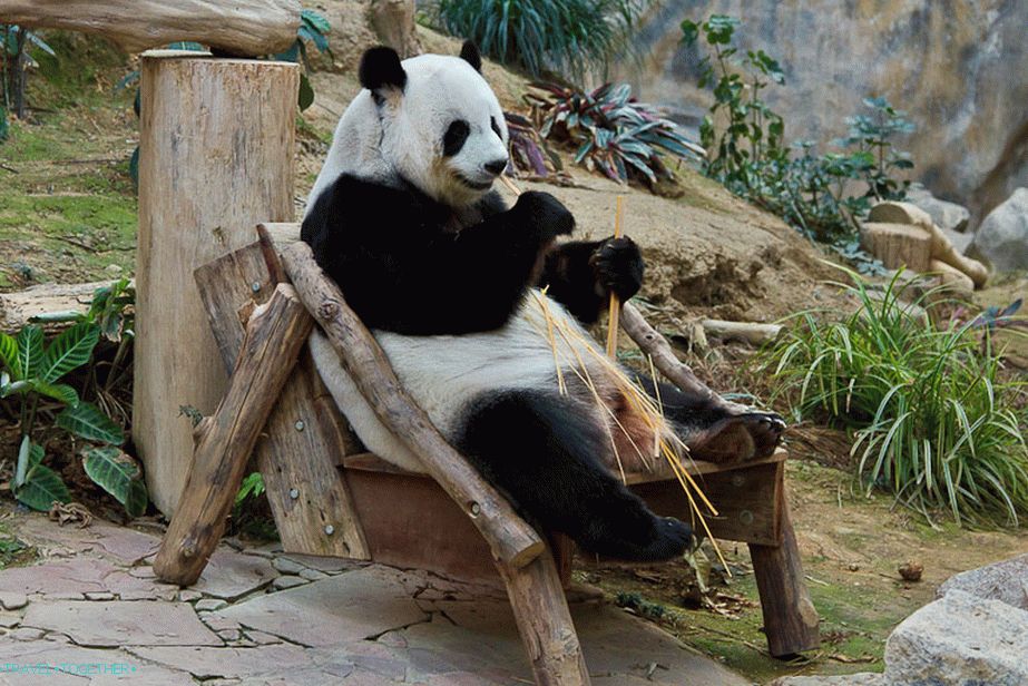 Pande žive samo u zoološkim vrtovima i ne hodaju ulicama