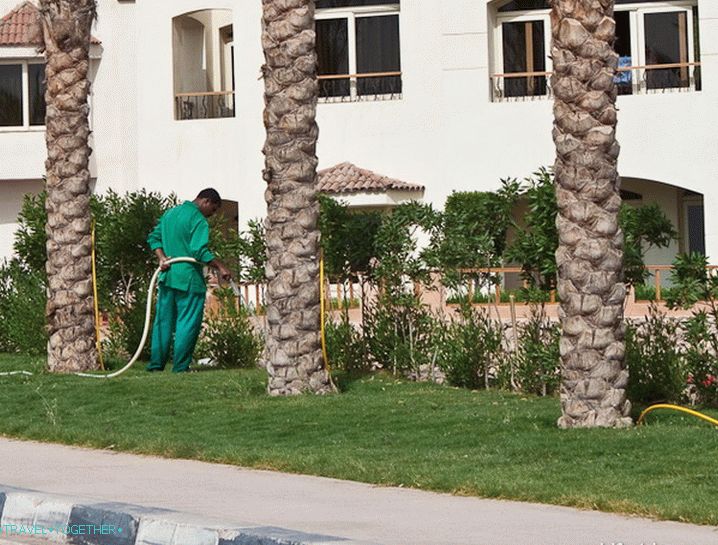 Egipat. Sharm el-Sheikh. Zalijevanje.