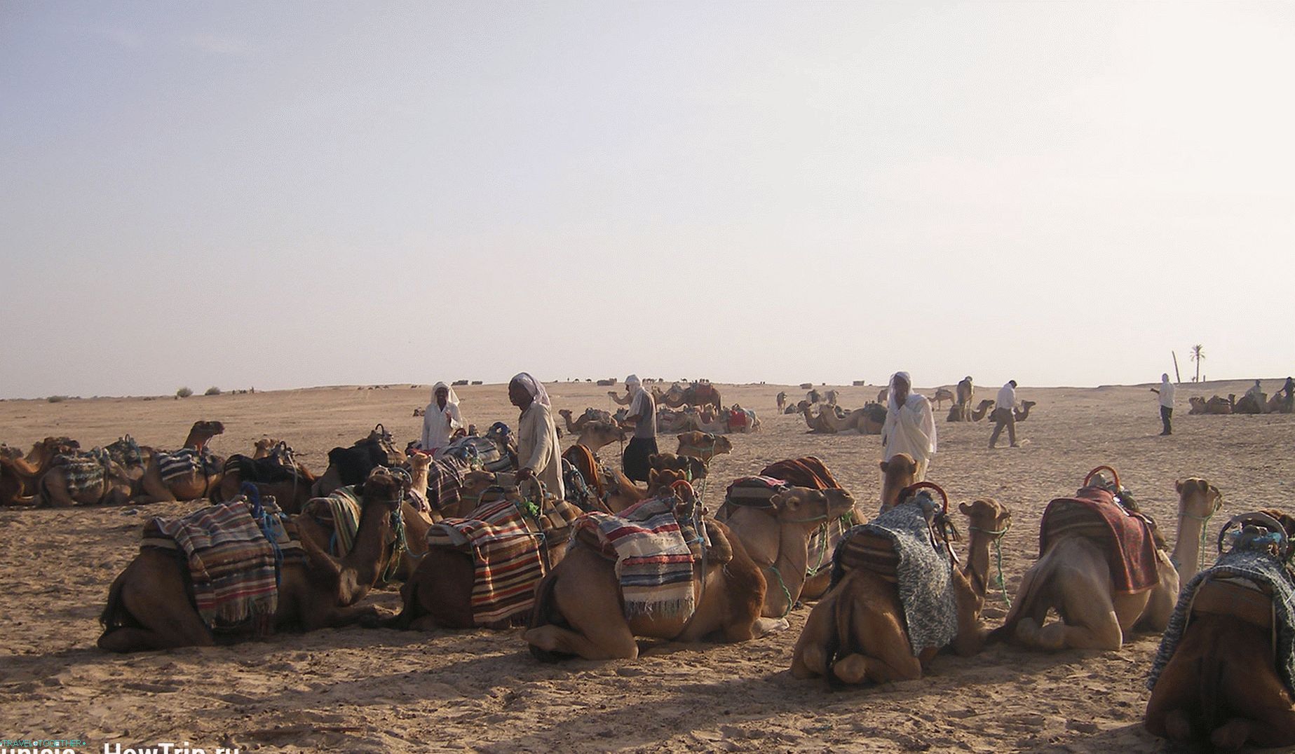 Jahanje kamila u Tunisu