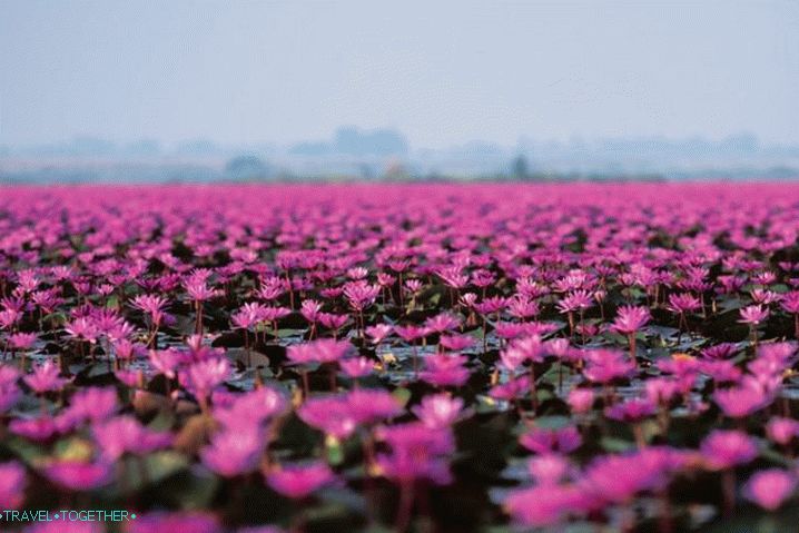 Phan Thiet, Lotos jezero