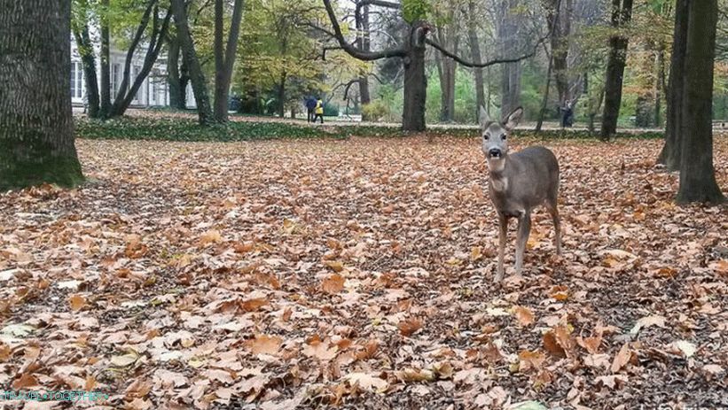 Jelen u parku Laeznki