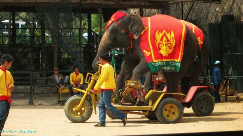 Show slona u parku Nong Nooch