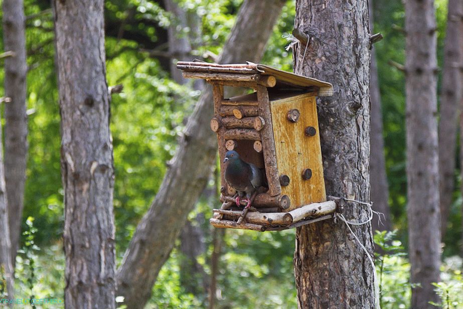 Kule za ptice u borovoj šumi