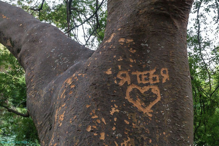 Rock art iz posebno inteligentnih pojedinaca