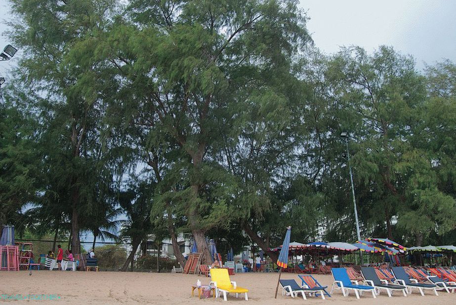 Casuarine rastu uz plažu
