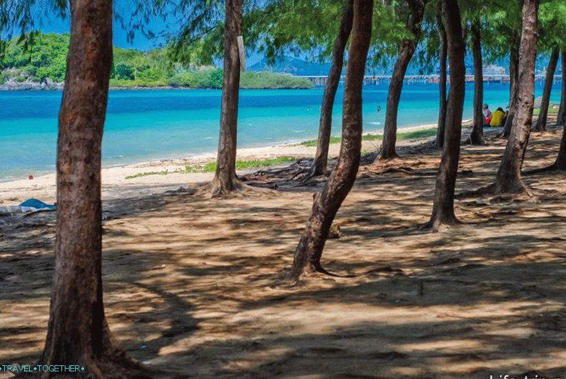 Casuarinov gaj na plaži