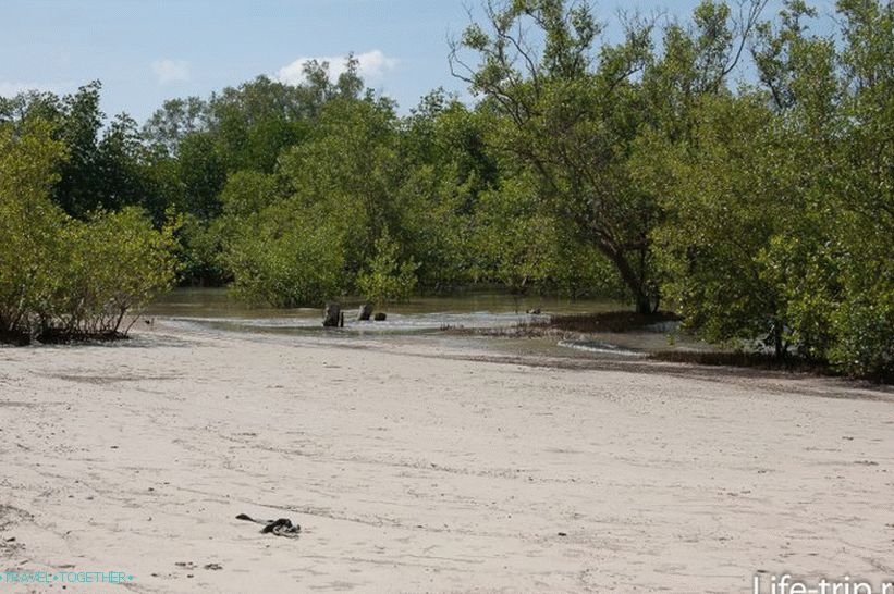 Mangrovi na desnom rubu Banske plaže