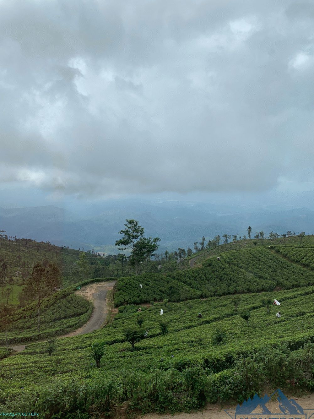 Plantaža čaja Šri Lanka