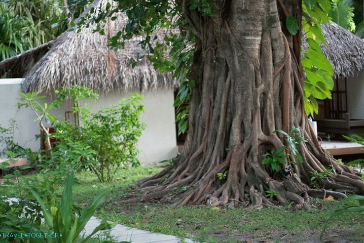 Vegetacija na Maldivima.