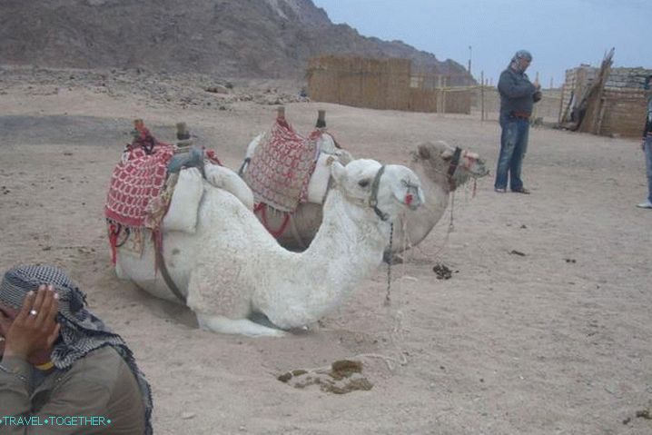 Hurghada, u beduinskom selu