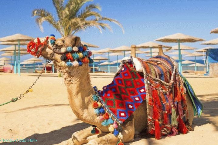 Hurghada, Camel na plaži Hurghade