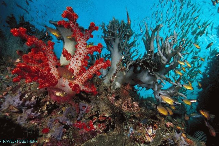 Sharm el-Sheikh, Podvodni svijet Crvenog mora