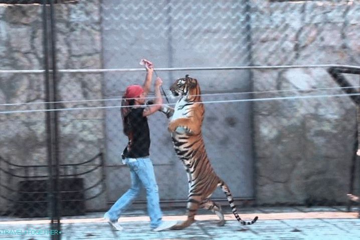 Таиланд Самуи Akvarij Samui  & Tiger Zoo