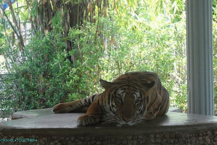 Tajlandski zoološki vrt Phuket Phuket