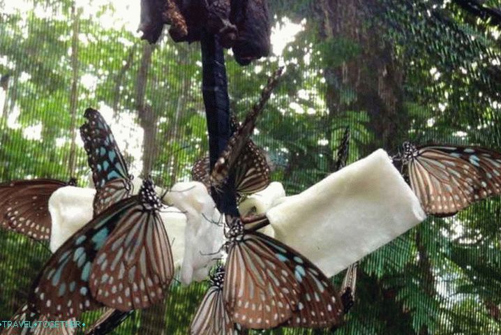Samui, vrt leptira