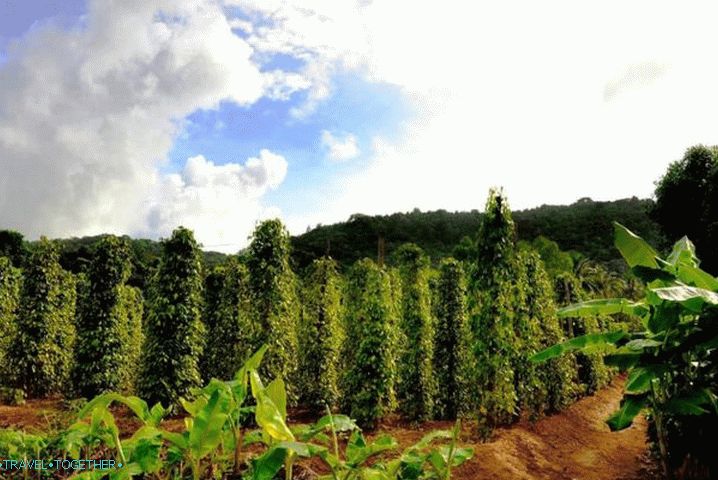 Phu Quoc, plantaža crnog papra
