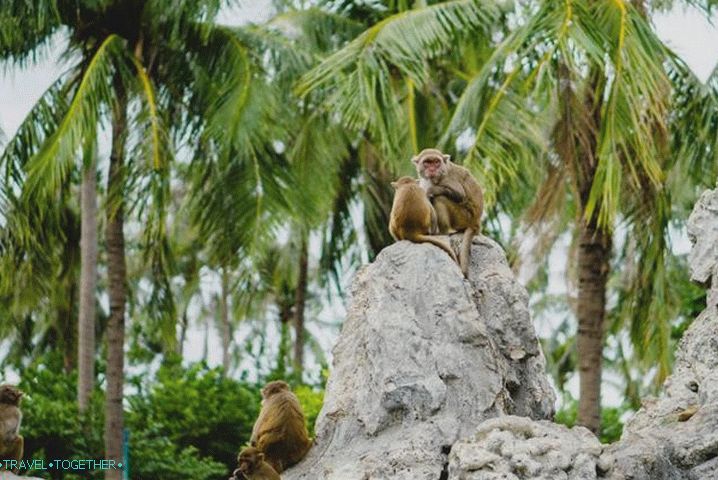 Nha Trang, otok majmuna