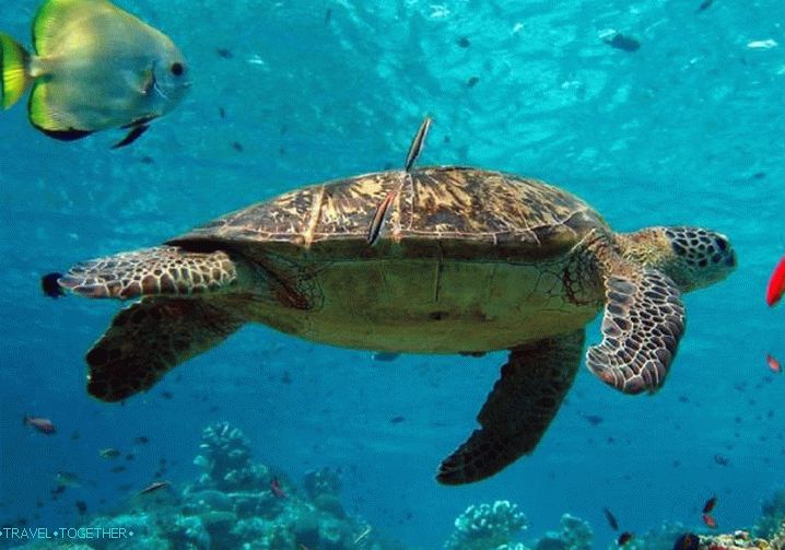 Phu Quoc Ronjenje