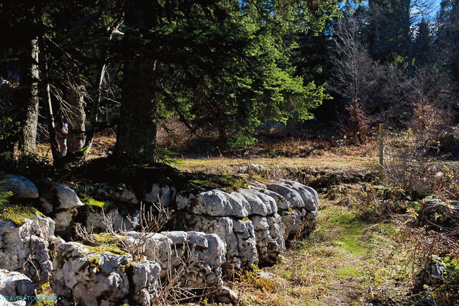 Drveće raste ravno na kamenju