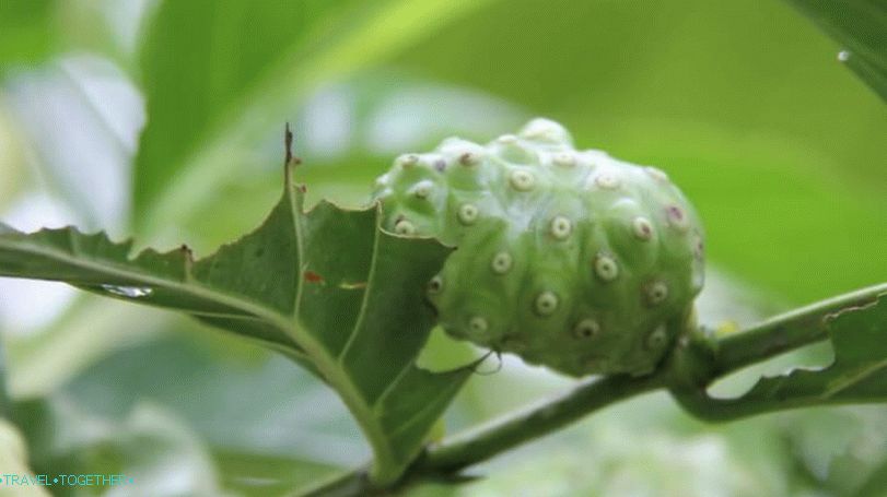 Plodovi drveta Noni u Tajlandu