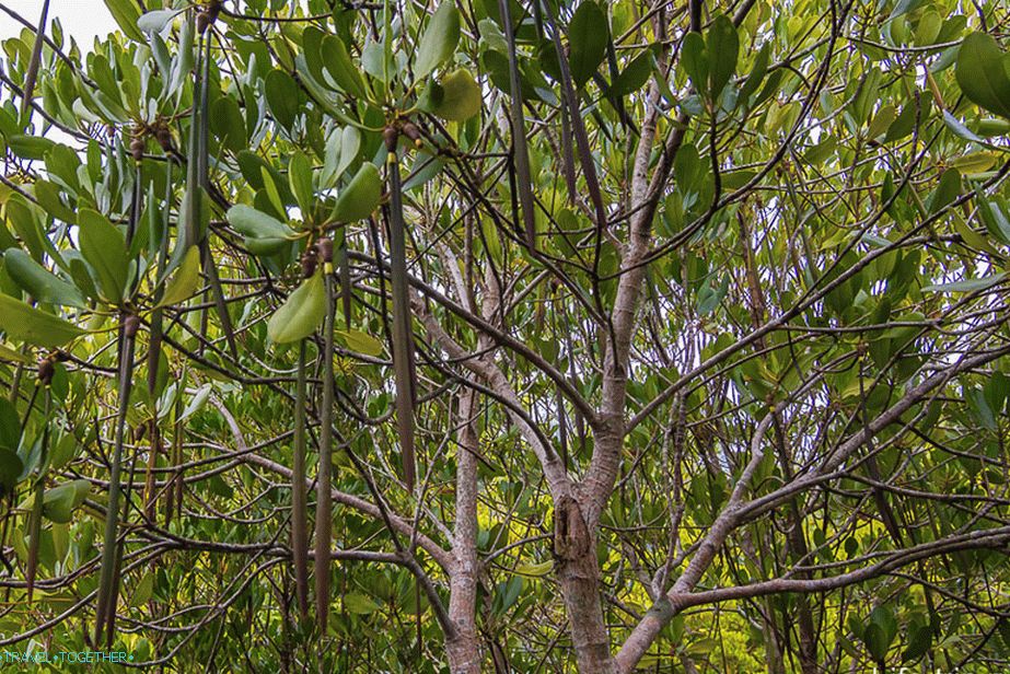 Mangrovi se množe s ovim mahunama