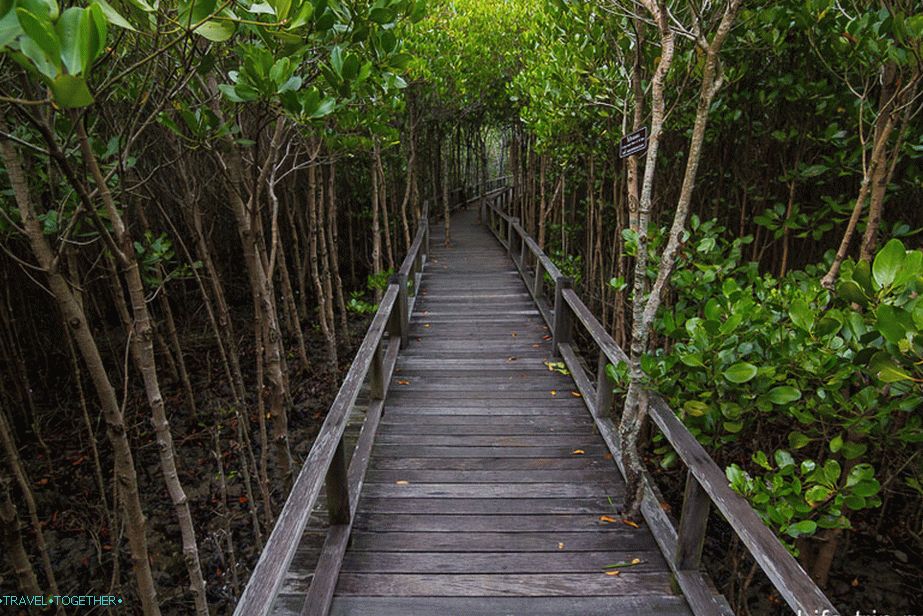 Na povratku, mangrove malo niže