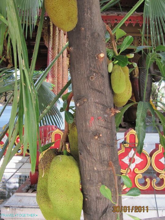 Jackfruits rastu na drveću