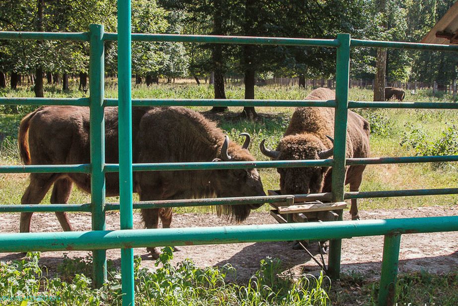 Bison u hranilištu