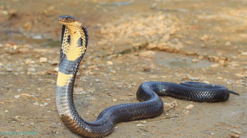 King Cobra u Tajlandu