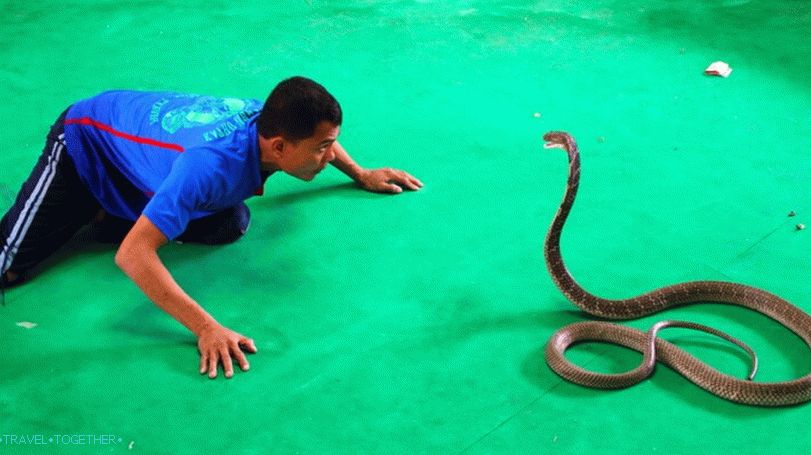Show Snake in Thailand